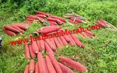 Rahasia Ajaib Obat Sari Buah Merah Papua yang Banyak Diburu