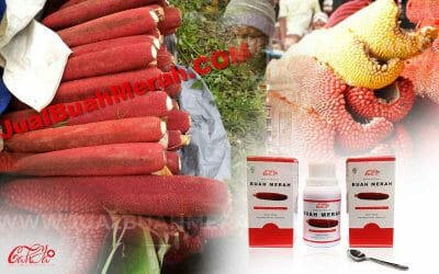 Harga Buah Merah Papua Asli yang Dijual Dalam Beberapa Varian