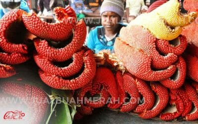Khasiat Buah Merah Wamena yang Perlu Anda Ketahui Jika Dikonsumsi