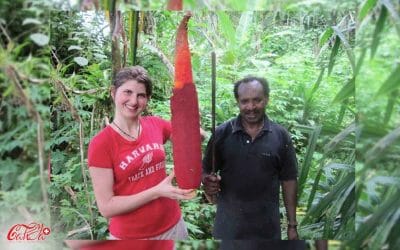 The Facts of Red Fruit Oil | Sell Papua Red Fruit From Indonesian