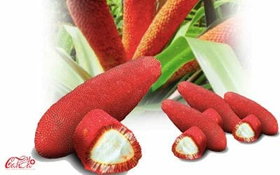 Buah Merah Herbal Kekebalan yang Kaya Manfaat