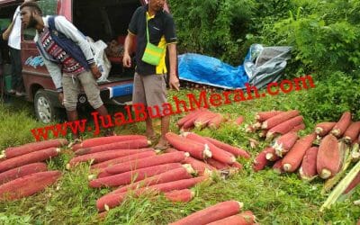 Ciri Maag Kronis Langsung Hilang dalam Seminggu dengan Buah Berkualitas