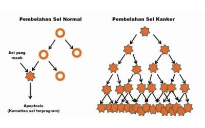 Mekanisme Pertumbuhan Sel Kanker