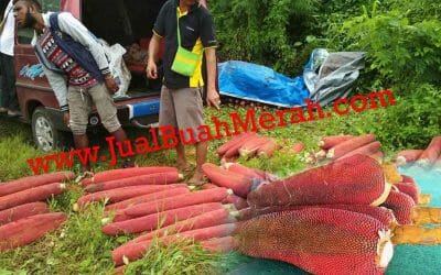 Buah Merah untuk Covid Inilah Manfaat Penting Buah Saat Pendemi