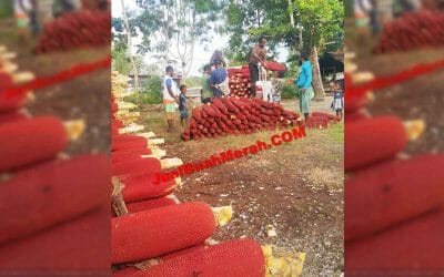 Cara Pencegahan Asam Urat dan Kolesterol dengan Buah Merah