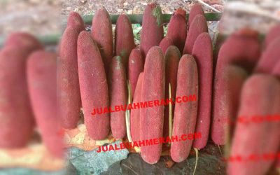 Manfaat Buah Merah Sebagai Antioksidan yang Wajib Anda Ketahui