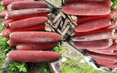 Tanaman untuk Daya Tahan Tubuh Buah Merah