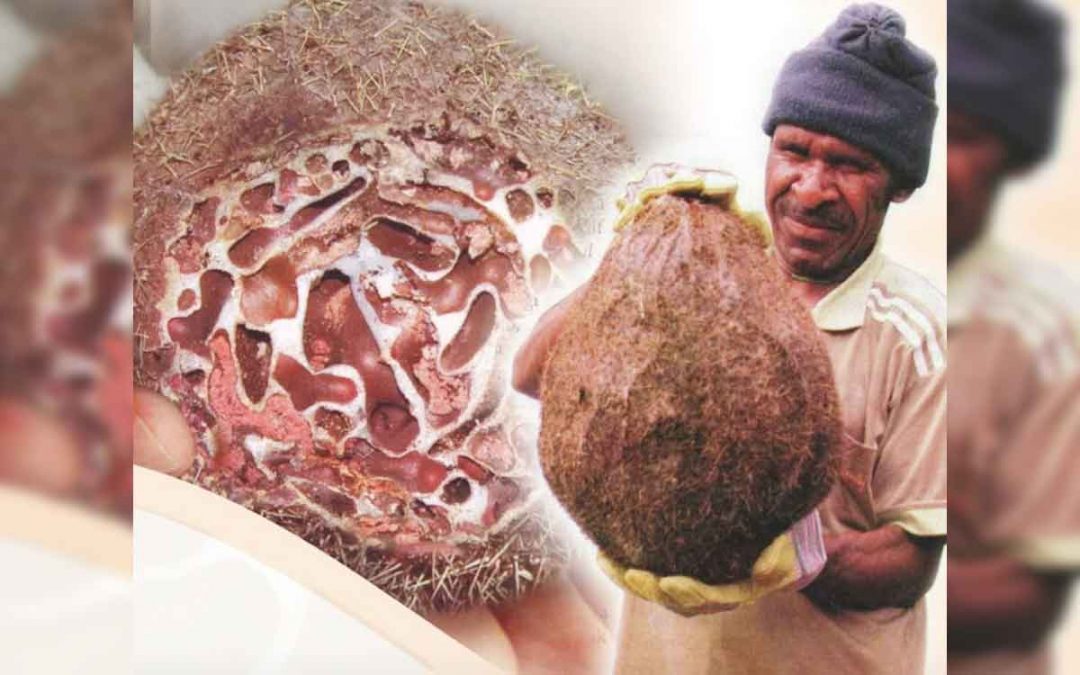 Herbal Sarang Semut Papua di Jakarta Dengan Berbagai Manfaat