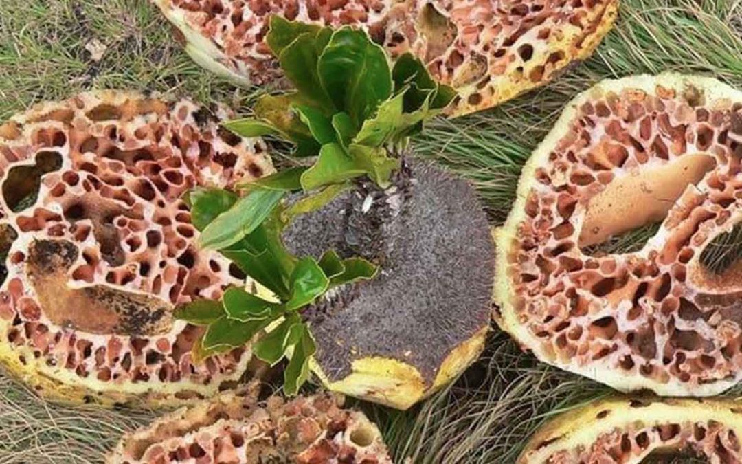 Herbal Sarang Semut Papua Asli, Sangat Kaya Manfaat Untuk Kesehatan