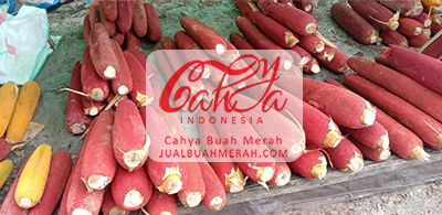 MENGAPA BUAH MERAH PAPUA JADI SUPERFOOD PILIHAN? TEMUKAN MANFAATNYA