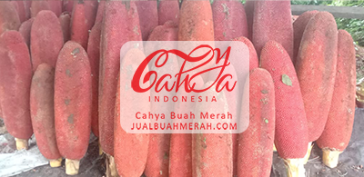 KENALI MANFAAT OIL FIT BUAH MERAH: APAKAH ADA PRODUK DENGAN KANDUNGAN LEBIH LENGKAP?