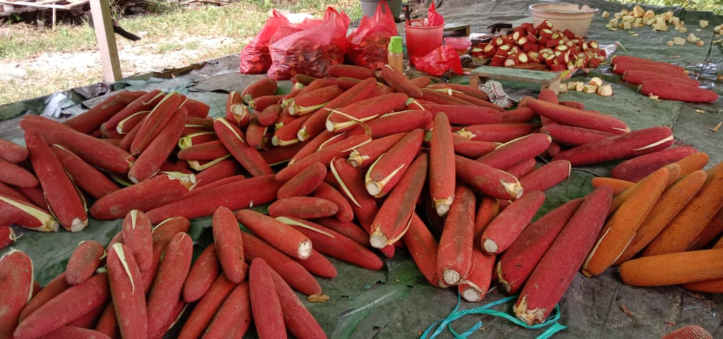 Gambar Buah Merah Papua Red Fruit Cahya Indonesia red fruit papua new guinea