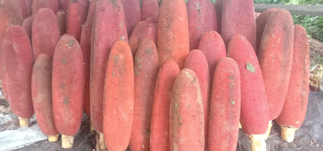 buah 2310 Antioksidan Herbal Buah Merah Papua dalam Melawan Radikal Bebas