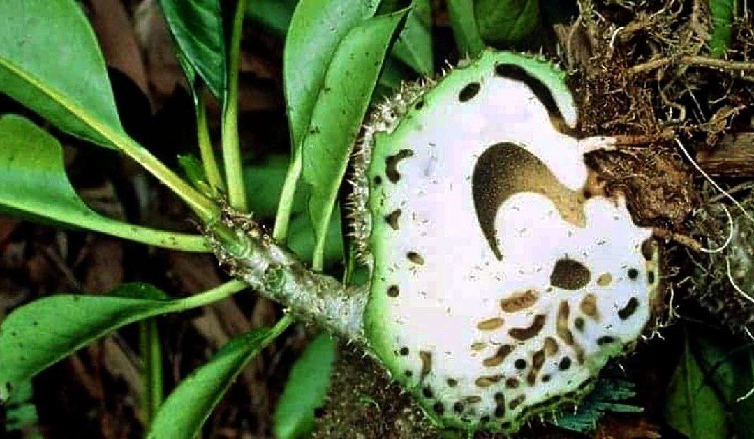 Ciri-Ciri Sarang Semut Papua yang Asli: Panduan Lengkap untuk Konsumen