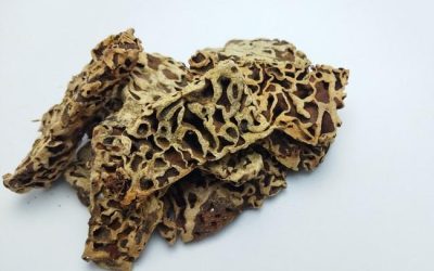 Myrmecodia: Herbal Benefits and Warnings