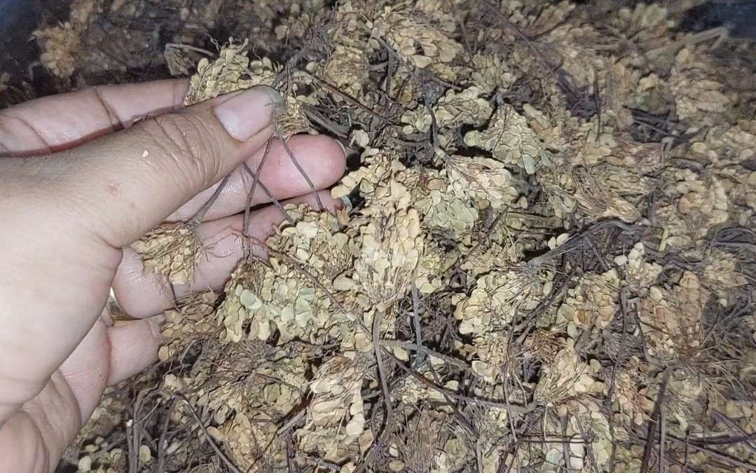 Rumput Kebar untuk Kesuburan: Herbal Alami untuk Program Kehamilan