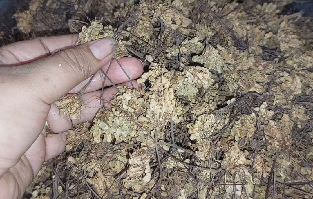 rumput kebar untuk kesuburan