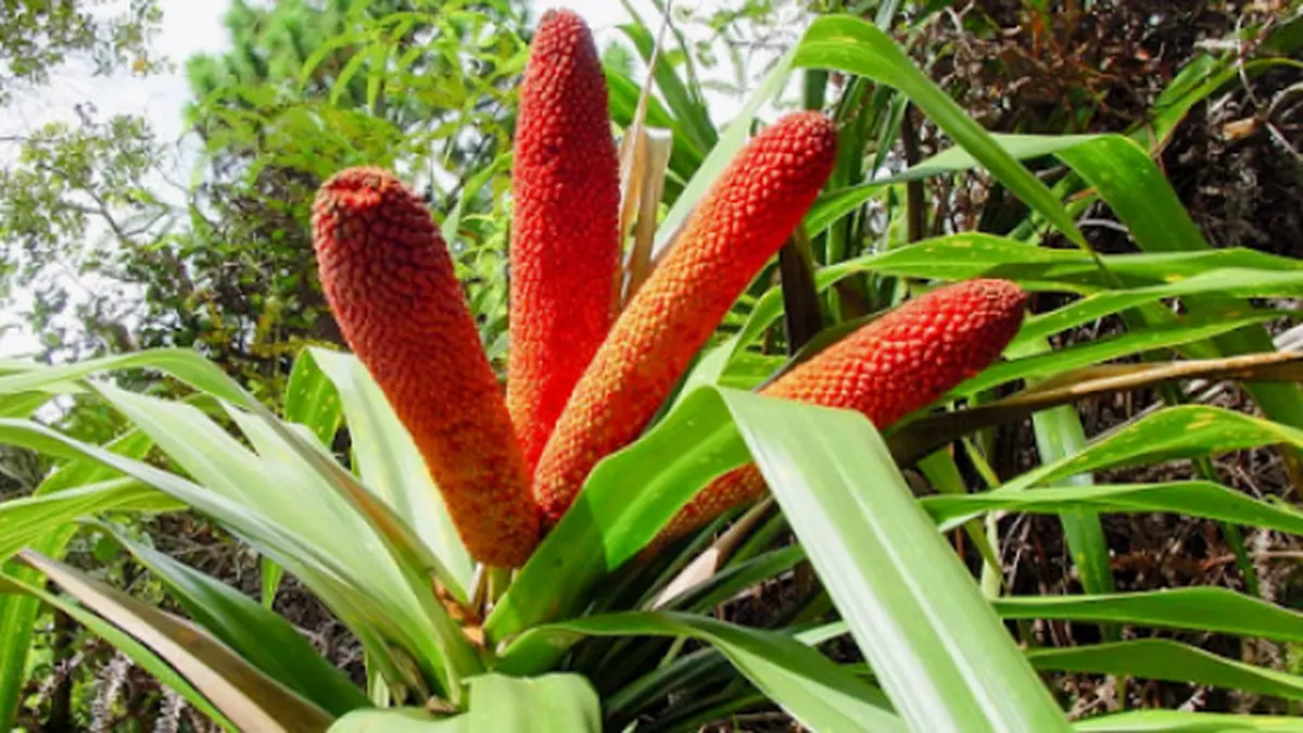 060894400_1643528138-Buah_Merah Pohon Buah Merah Papua: Manfaat untuk Penyakit Degeneratif