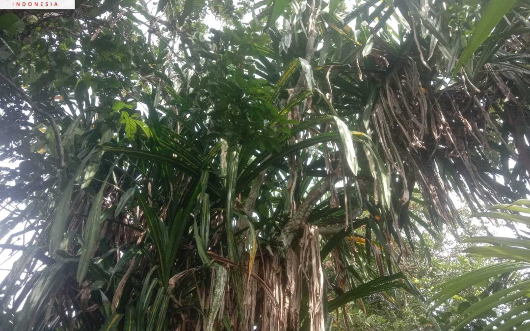 Buah Merah: Herbal Ampuh untuk Meredakan Radang Sendi