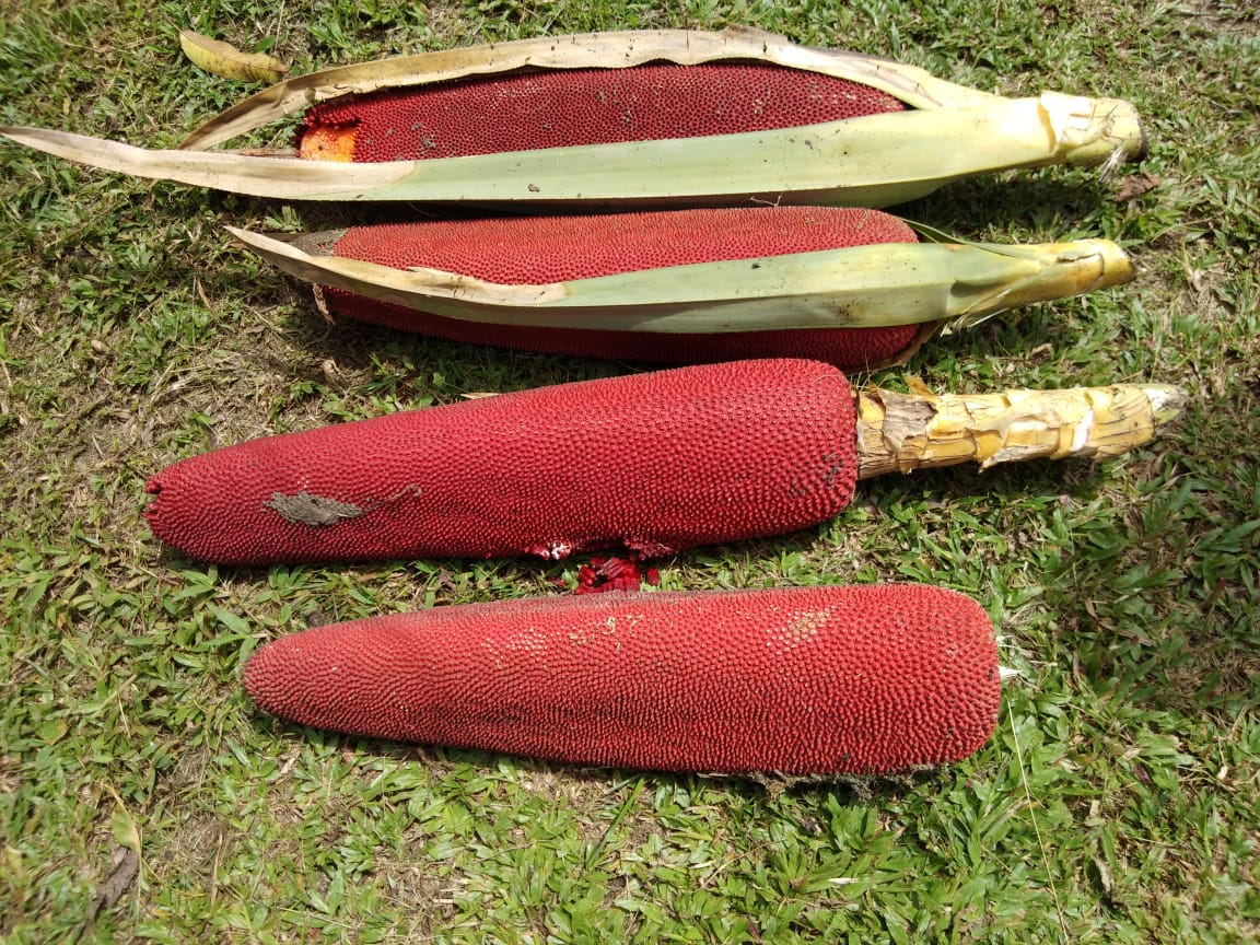 pandanus conoideus benefits
