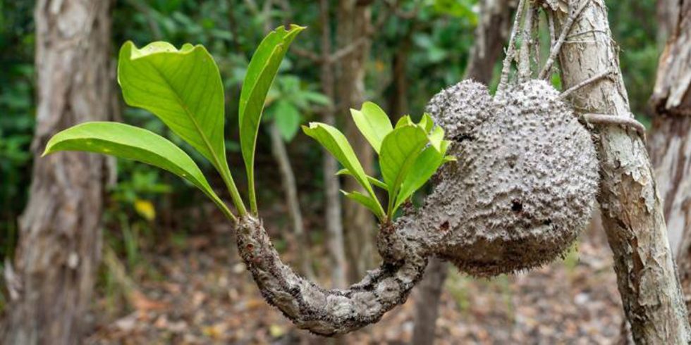 Papua New Guinea Plants, Endemic Trees and Orchids