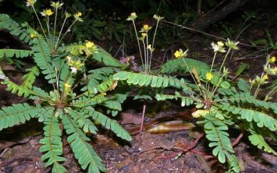 Penelitian Rumput Kebar: Manfaat dan Potensi Penggunaan dalam Pengobatan Herbal