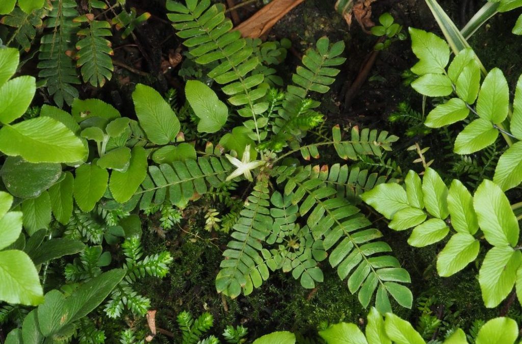 Efek Samping Rumput Kebar: Apa yang Perlu Anda Ketahui Sebelum Mengonsumsinya