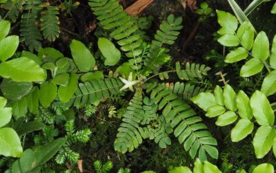 Efek Samping Rumput Kebar: Apa yang Perlu Anda Ketahui Sebelum Mengonsumsinya