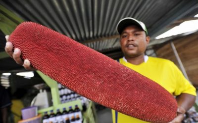 Mengenal Sari Buah Merah Papua Lebih Dekat