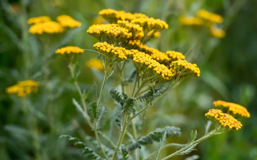 Herbal Tonics Guide to Plant Based Formulas