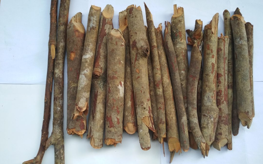 Kayu Akway dan Rumput Kebar, Manfaat dan Perbedaan