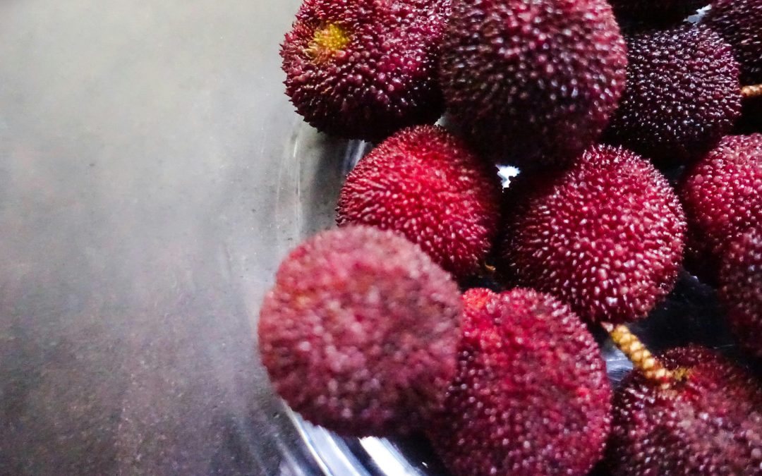 Buah Merah Papua Asli, Panduan Lengkap Aslinya