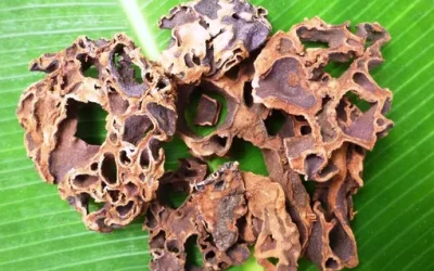 Agen Sarang Semut Resmi dan Terpercaya