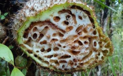 Manfaat Sarang Semut untuk Asam Lambung, Fakta Ilmiah