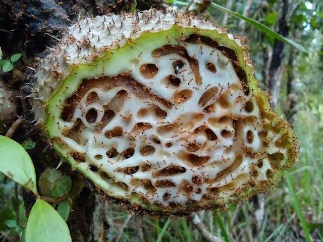 manfaat sarang semut untuk asam lambung