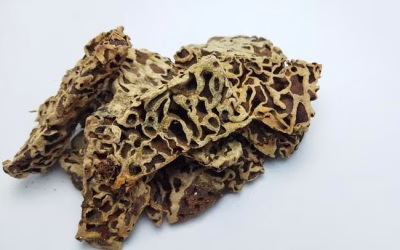 Nama Ilmiah Sarang Semut dan Klasifikasinya