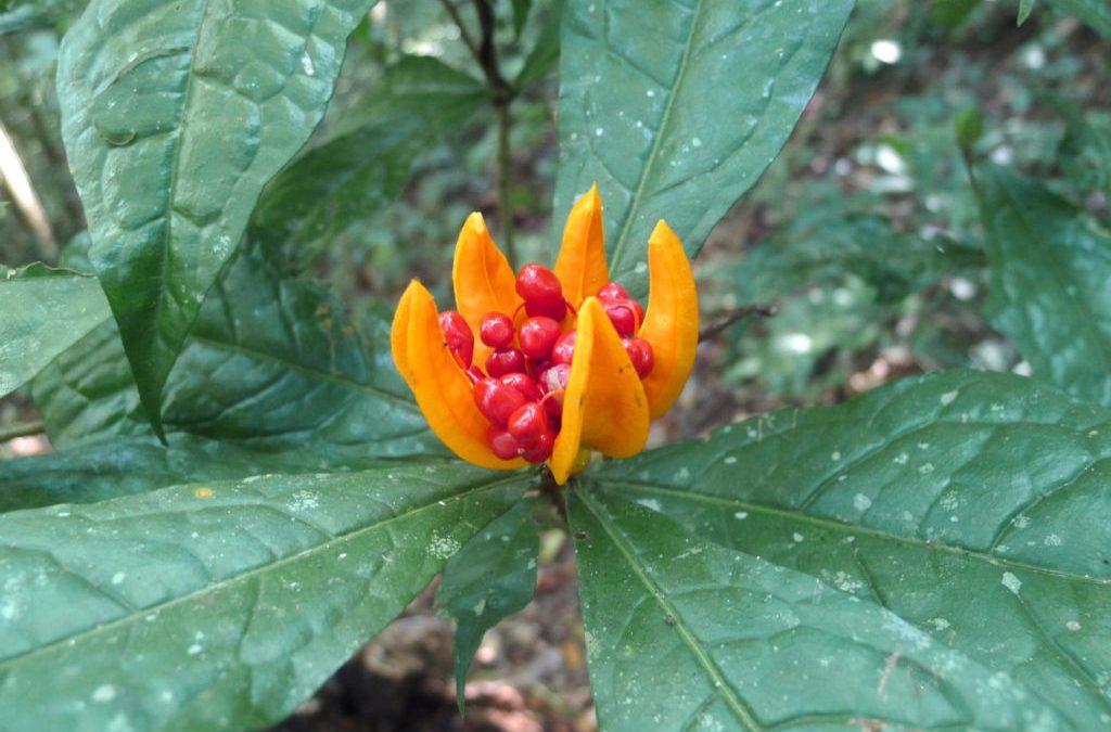 Papua New Guinea Plants, Native Species and Rainforest Flora