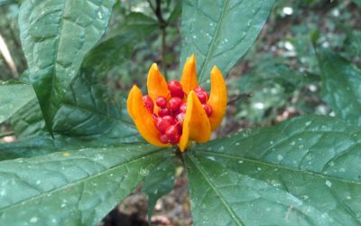 Papua New Guinea Plants, Native Species and Rainforest Flora