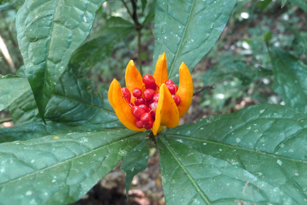 papua new guinea plants