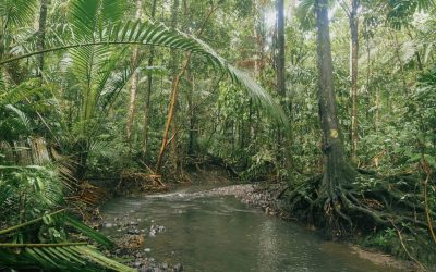 Papua New Guinea Jungle, Biodiversity and Rainforest Life