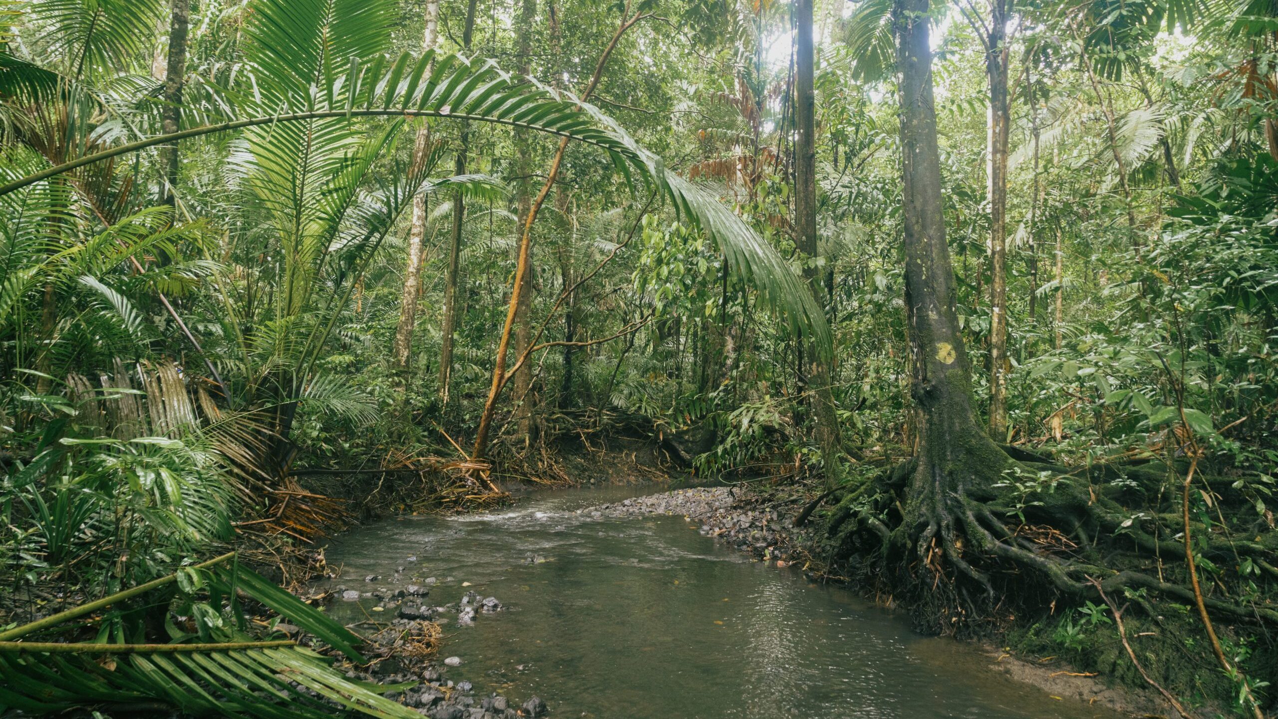 papua new guinea jungle
