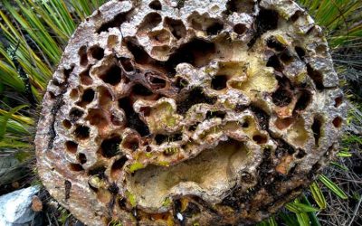 Kapsul Sarang Semut, Manfaat dan Cara Konsumsi