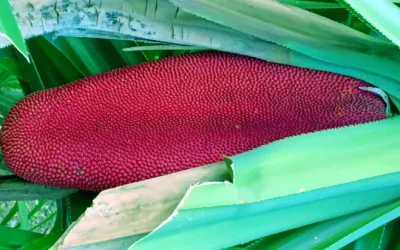 Akar Pohon Buah Merah dan Strukturnya