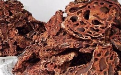 Bagaimana Ciri dari Tumbuhan Sarang Semut Papua