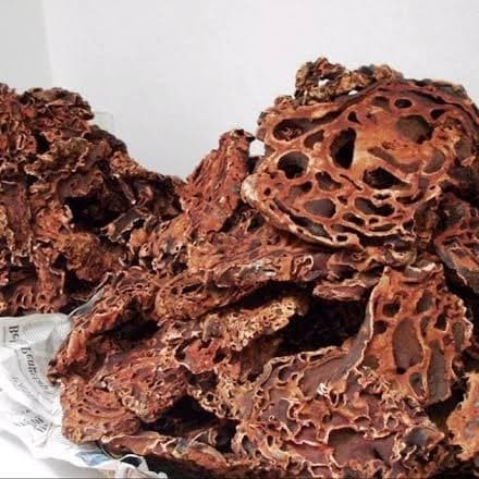 bagaimana ciri dari tumbuhan sarang semut