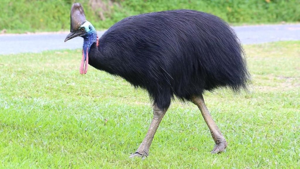 burung kasuari asli papua
