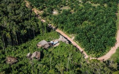 Hutan Adat Papua, Hak Ulayat dan Kearifan Lokal