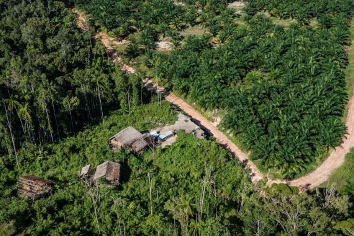 hutan adat papua