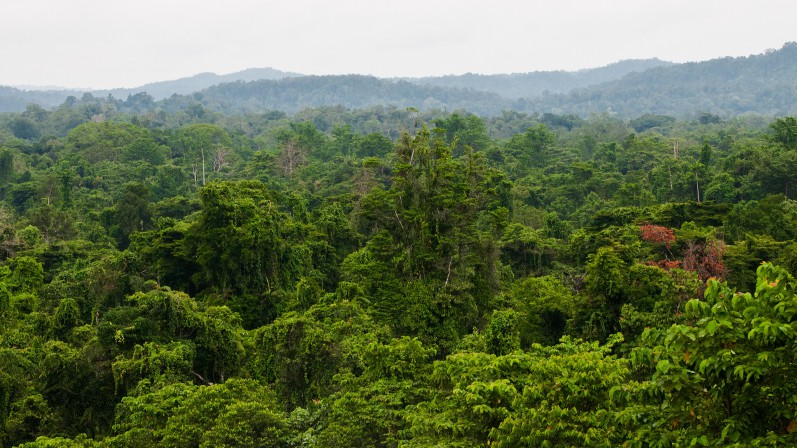 hutan adat papua