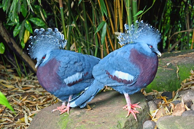 hewan papua